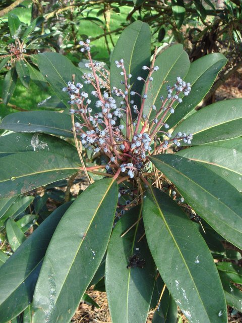 Daphniphyllum macropodum fruit